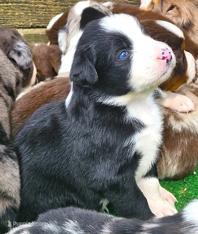 Bonham – Australian Shepherd puppy for sale in Clarksville, VA