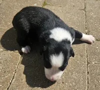 Bonham, a male Australian Shepherd for sale in Clarksville, VA – Photo 4 of 4