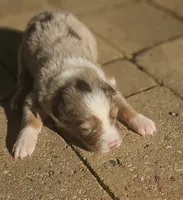 Robin, a female Australian Shepherd for sale in Clarksville, VA – 5 of 5