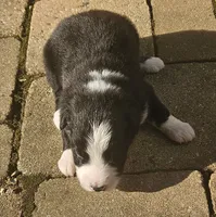 Fitzy, a male Australian Shepherd for sale in Clarksville, VA – 5 of 6