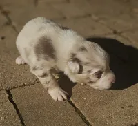Taylor, a female Australian Shepherd for sale in Clarksville, VA – 3 of 7