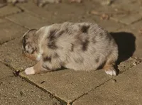 Robin, a female Australian Shepherd for sale in Clarksville, VA – 2 of 5