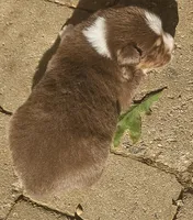 Quincy, a male Australian Shepherd for sale in Clarksville, VA – 5 of 5