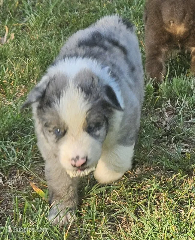 Theo – Australian Shepherd puppy for sale in Clarksville, VA