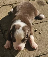 Alan, a male Australian Shepherd for sale in Clarksville, VA – 5 of 5
