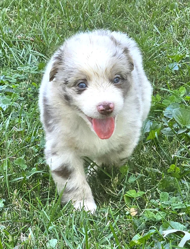 Taylor – Australian Shepherd puppy for sale in Clarksville, VA