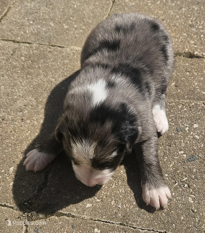 Portnoy – Australian Shepherd puppy for sale in Clarksville, VA