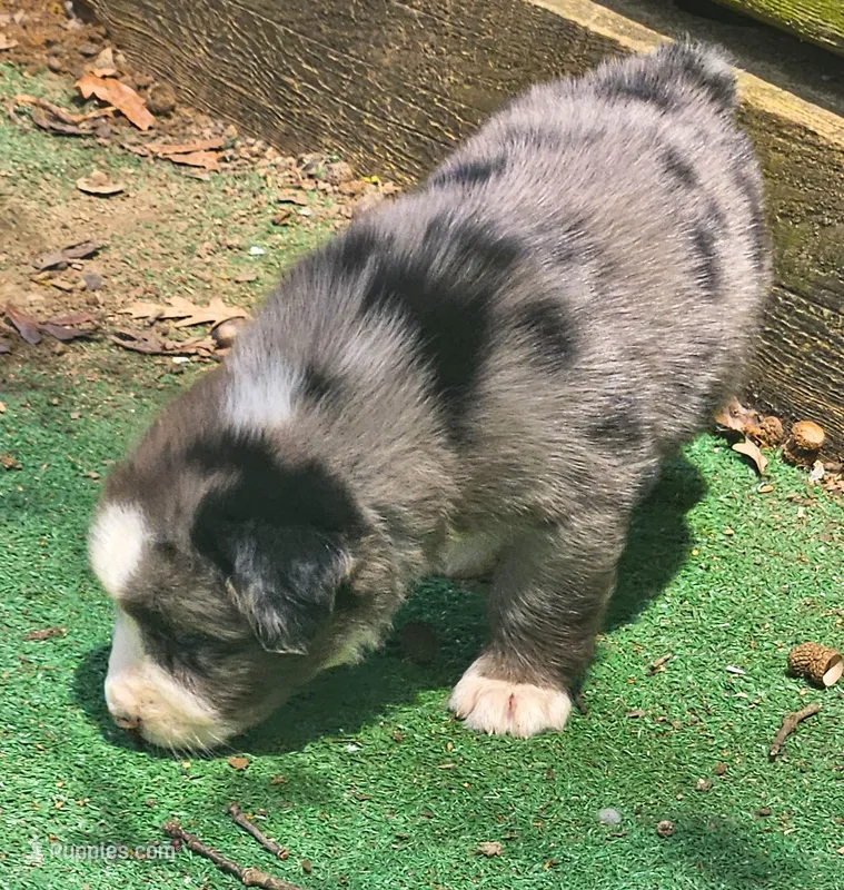 Portnoy – Australian Shepherd puppy for sale in Clarksville, VA