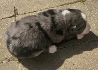 Portnoy, a male Australian Shepherd for sale in Clarksville, VA – Photo 3 of 3