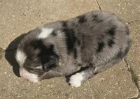 Portnoy, a male Australian Shepherd for sale in Clarksville, VA – Photo 2 of 3