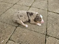 Peart, a male Australian Shepherd for sale in Clarksville, VA – Photo 4 of 7