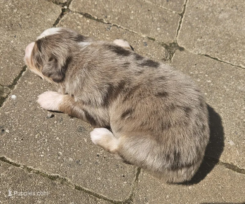 Peart – Australian Shepherd puppy for sale in Clarksville, VA