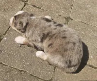 Peart, a male Australian Shepherd for sale in Clarksville, VA – Photo 1 of 7