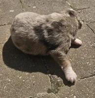 Peart, a male Australian Shepherd for sale in Clarksville, VA – Photo 6 of 7