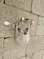 Peart, a male Australian Shepherd for sale in Clarksville, VA – Photo 2 of 7