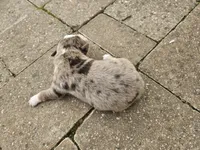 Peart, a male Australian Shepherd for sale in Clarksville, VA – Photo 3 of 7