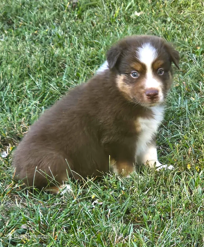 Quincy – Australian Shepherd puppy for sale in Clarksville, VA