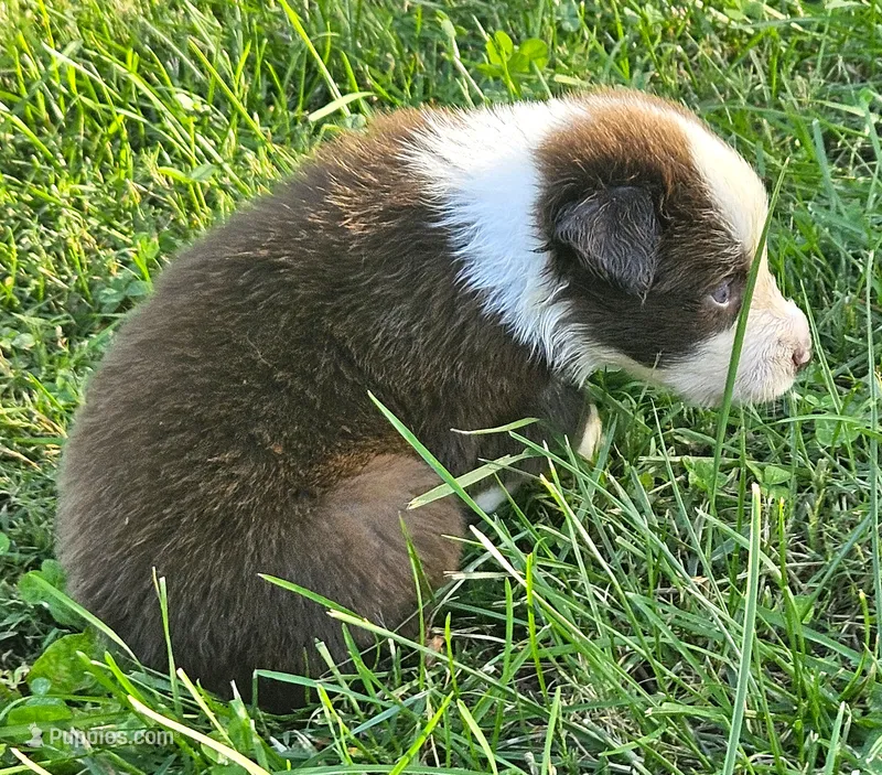 Alan – Australian Shepherd puppy for sale in Clarksville, VA