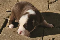 Alan, a male Australian Shepherd for sale in Clarksville, VA – 2 of 5