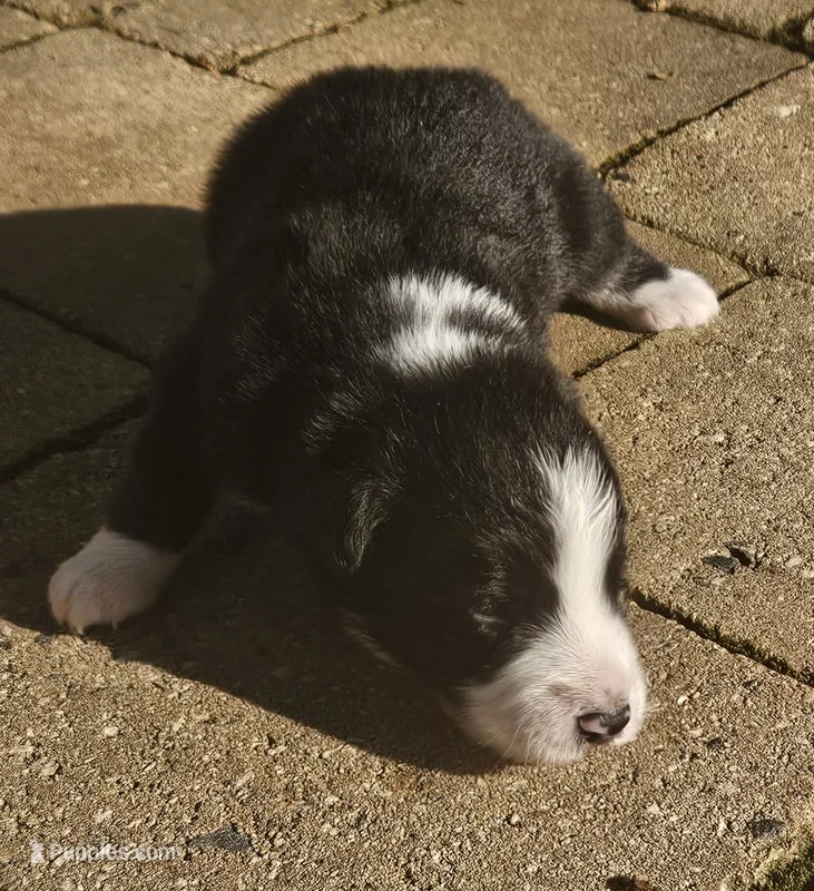 Fitzy – Australian Shepherd puppy for sale in Clarksville, VA