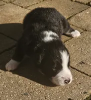 Fitzy, a male Australian Shepherd for sale in Clarksville, VA – 1 of 6