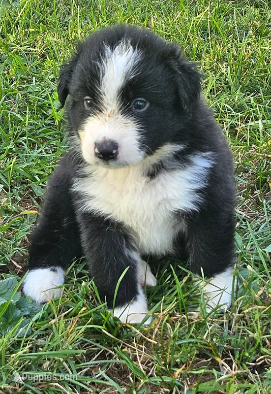 Fitzy – Australian Shepherd puppy for sale in Clarksville, VA