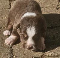 Quincy, a male Australian Shepherd for sale in Clarksville, VA – 2 of 5