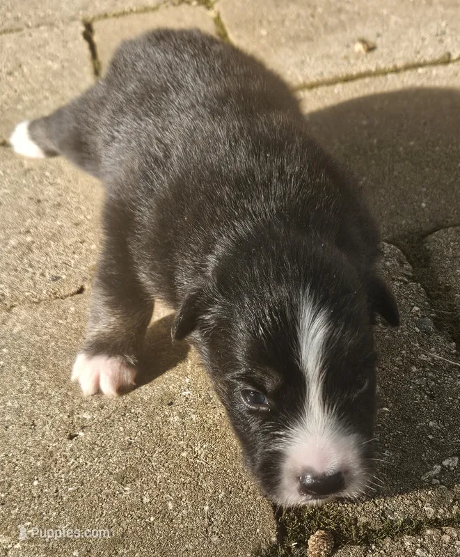 Thomas – Australian Shepherd puppy for sale in Clarksville, VA