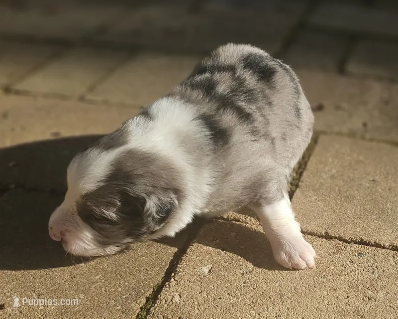 Theo – Australian Shepherd puppy for sale in Clarksville, VA