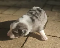 Theo, a male Australian Shepherd for sale in Clarksville, VA – 1 of 6