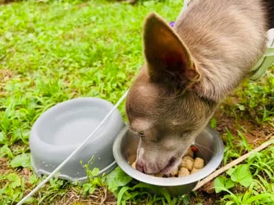 Lucy, a female Chihuahua for sale in Rapidan, VA – 4 of 5