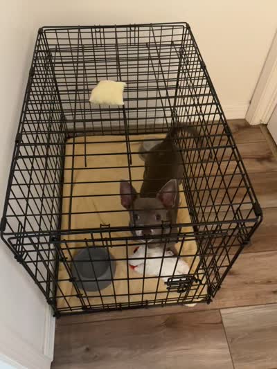 Lucy, a female Chihuahua for sale in Rapidan, VA – 5 of 5
