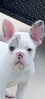 Irish, a male French Bulldog for sale in Mesquite, TX – 3 of 3
