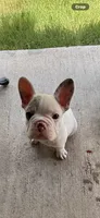 Irish, a male French Bulldog for sale in Mesquite, TX – 2 of 3