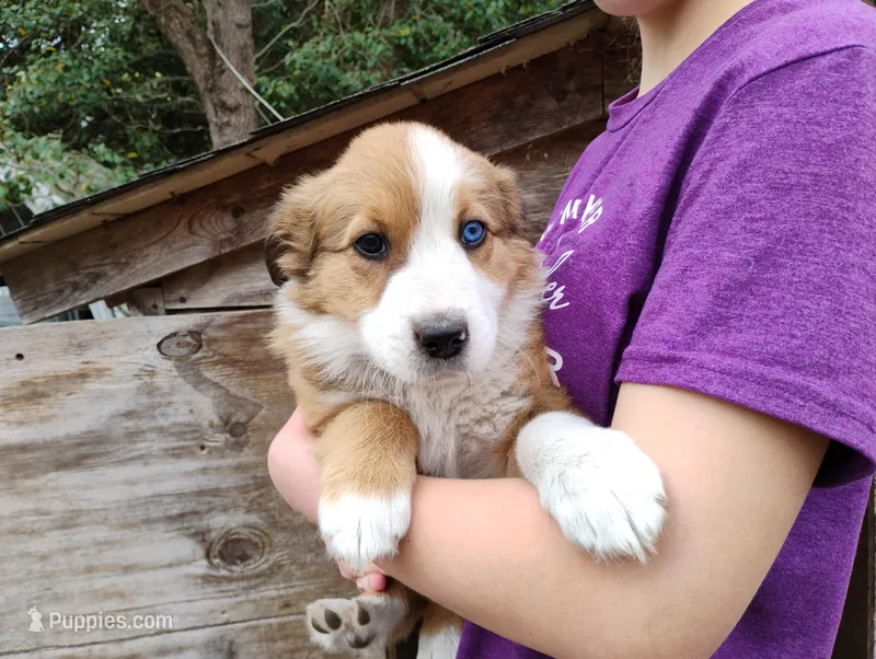 Tango – English Shepherd puppy for sale in Gate City, VA
