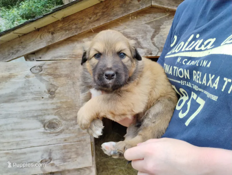 Charleston – English Shepherd puppy for sale in Gate City, VA