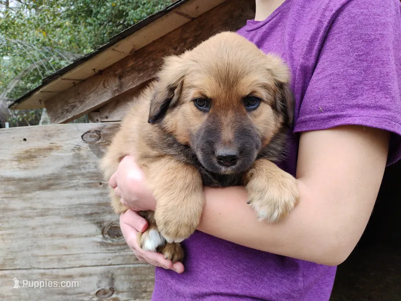 Charleston – English Shepherd puppy for sale in Gate City, VA