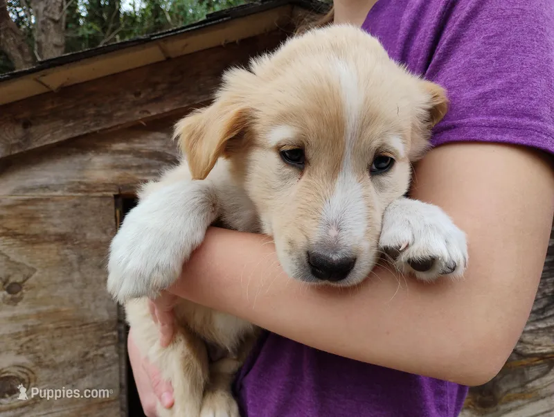 Waltz – English Shepherd puppy for sale in Gate City, VA