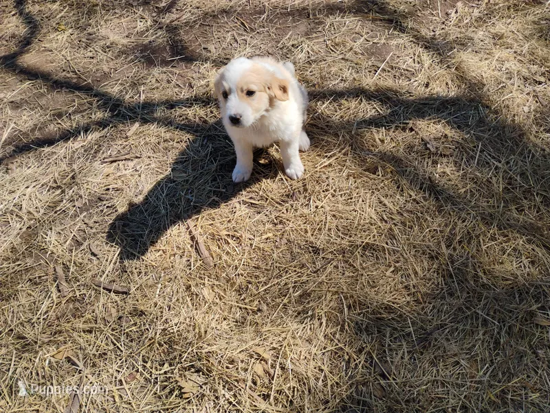 Hawkeye  – English Shepherd puppy for sale in Gate City, VA
