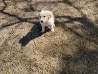 Hawkeye , a male English Shepherd for sale in Gate City, VA – Photo 1 of 3