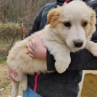 Hawkeye , a male English Shepherd for sale in Gate City, VA – Photo 2 of 3