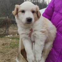 Hawkeye , a male English Shepherd for sale in Gate City, VA – Photo 3 of 3