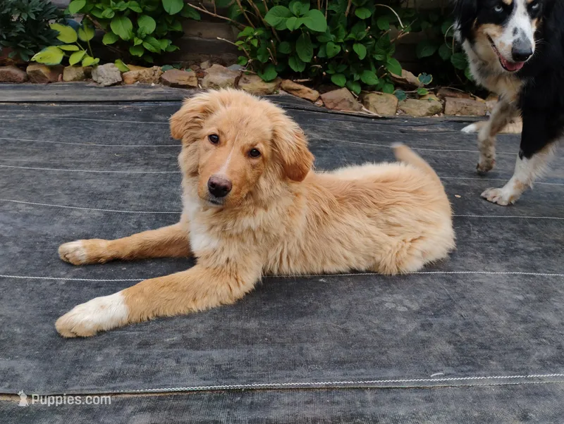 Chingachgook – English Shepherd puppy for sale in Gate City, VA