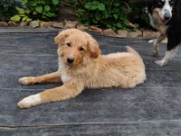 Chingachgook, a male English Shepherd for sale in Gate City, VA – 1 of 4