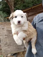 processed/43c2dad1-342d-4478-bf33-9cbb91232d3a/listing/774e4ac4-46f6-4c42-8462-9166741f731e/5194a4c7-e65c-4bb3-ae87-1ab4cc1dfb20