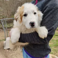Gilligan, a male English Shepherd for sale in Gate City, VA – Photo 4 of 4