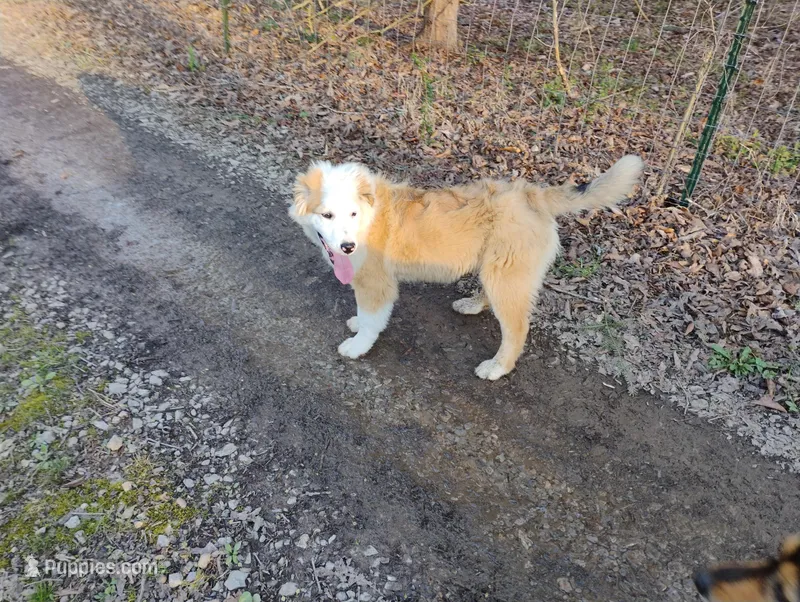 Gilligan – English Shepherd puppy for sale in Gate City, VA
