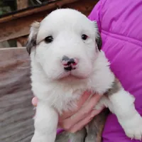 Gilligan, a male English Shepherd for sale in Gate City, VA – Photo 3 of 4