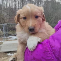 Chingachgook, a male English Shepherd for sale in Gate City, VA – Photo 3 of 3