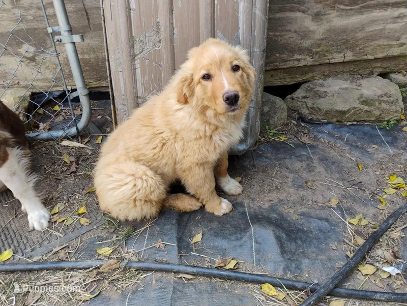 Chingachgook – English Shepherd puppy for sale in Gate City, VA